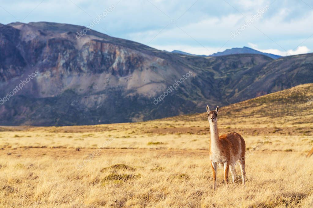 kamchatka