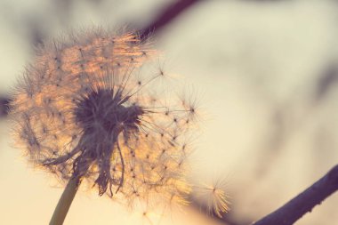 Blowball bahar güneşli çayırda. Gün batımı bulanıklık arka plan.