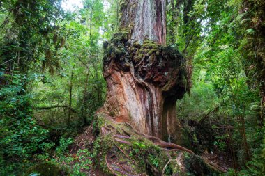 Yağmur ormanındaki dev ağaç. Pumalin Park, Carretera Austral, Şili 'deki güzel manzaralar..