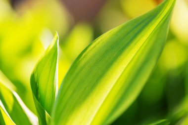 Parlak bahar yeşil çim Sahası