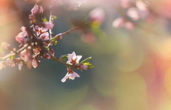 Fleurs Floraison Des Cerisiers Dans Jardin Printemps — Photo