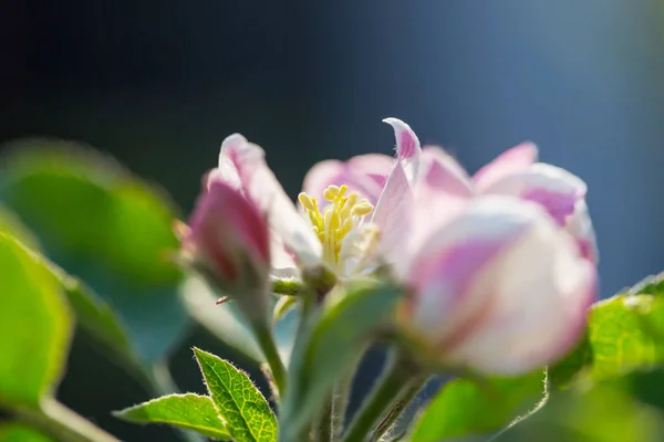 Albero Fiorito Nel Giardino Primaverile Bella Primavera Sfondo Naturale — Foto Stock