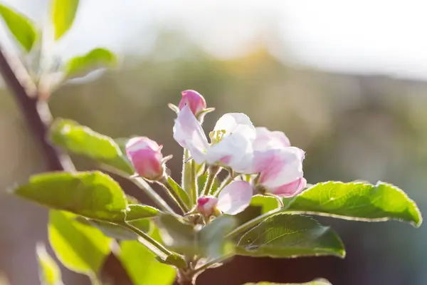 Arbre Fleurs Dans Jardin Printemps Beau Fond Naturel Printemps — Photo