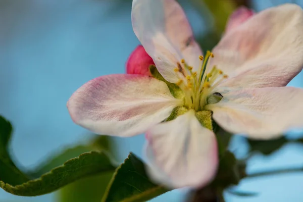 Árvore Florescente Jardim Primavera Bela Primavera Fundo Natural — Fotografia de Stock