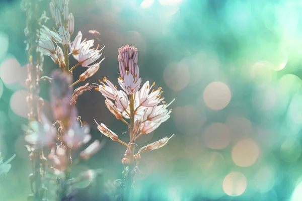 Gros Plan Sur Les Belles Fleurs Convient Pour Fond Floral — Photo