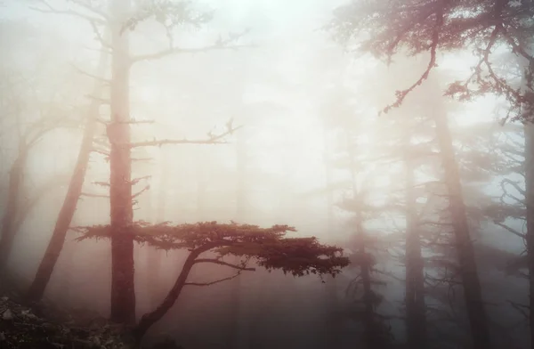 Sihirli Puslu Orman Doğa Manzara Görünümü — Stok fotoğraf
