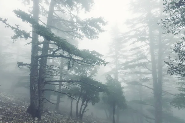 Чарівний Туманний Ліс Природа Мальовничий Вид — стокове фото