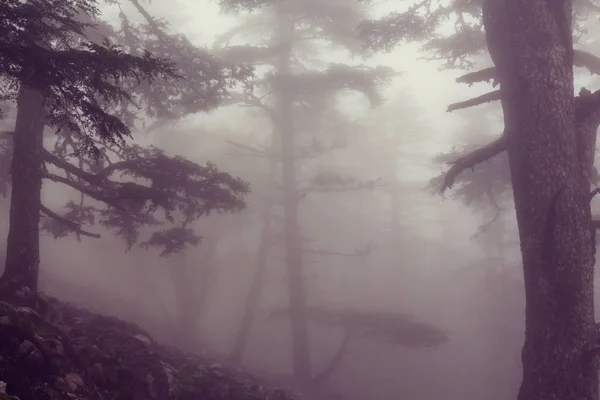 Bosque Brumoso Mágico Naturaleza Vista Panorámica — Foto de Stock