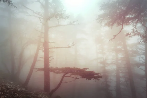 Magie Neblig Wald Natur Malerischen Blick — Stockfoto