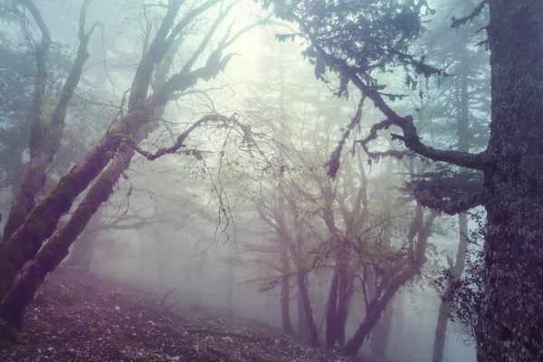 Magische Mistige Bos Natuur Scenic View — Stockfoto
