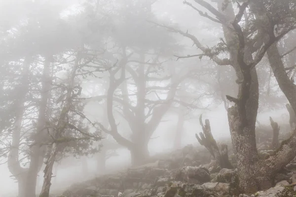 Magisch Mistige Bos Bij Zonsopgang Prachtige Natuurlijke Landschappen — Stockfoto