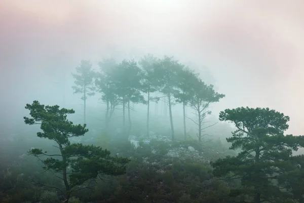 Magic Misty Forest Nature Scenic View — Stock Photo, Image