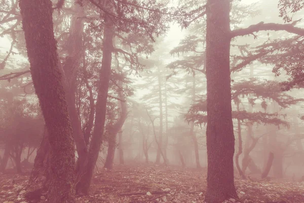 Bosque Brumoso Mágico Amanecer Hermosos Paisajes Naturales —  Fotos de Stock