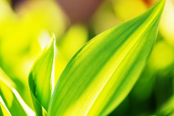 Bright Spring Green Grass Field — Stock Photo, Image