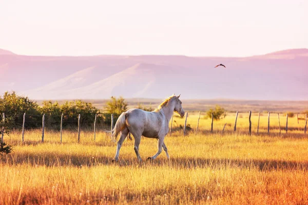 Horse Herd Run Pasture Chile South America — Stock Photo, Image