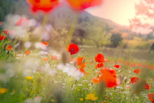 阳光明媚的日子里 草原上的野红罂粟 点点滴滴装饰 — 图库照片