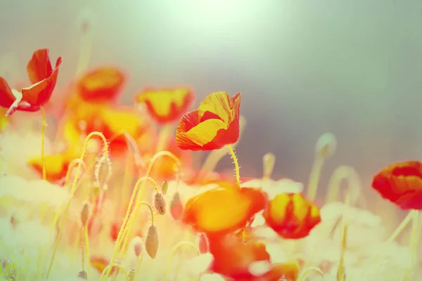 Amapolas Rojas Silvestres Prado Día Soleado Decorado Con Manchas Luz — Foto de Stock