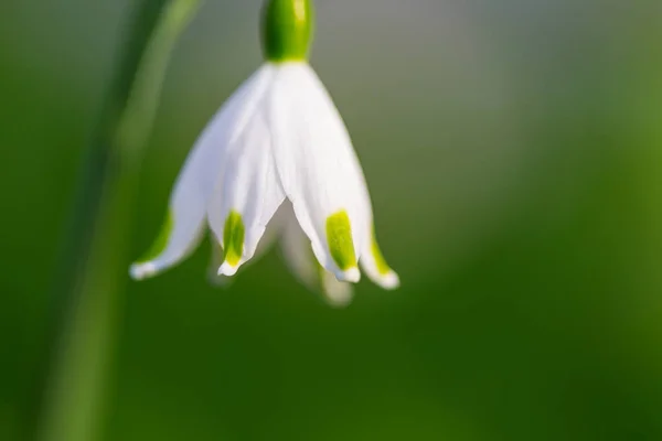 Pequena Gota Neve Temporada Primavera Fundo Verde — Fotografia de Stock