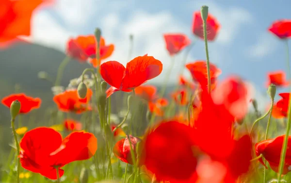 Wild Red Poppies Meadow Sunny Day Decorated Light Spots — Stock Photo, Image