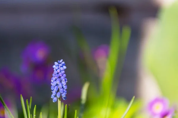 Krásný Zahradní Jarní Květiny — Stock fotografie