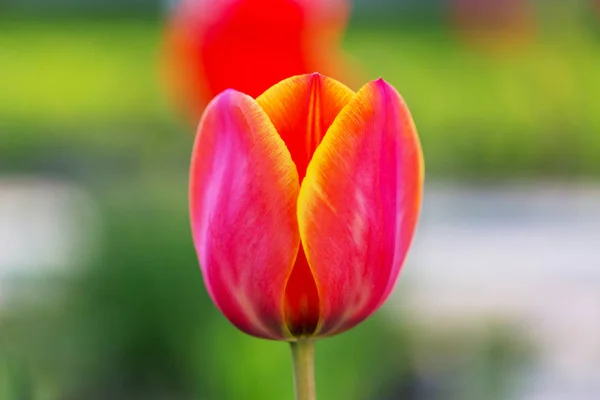 Bahar Bahçesinde Renkli Lale Grubu Parlak Renkli Lale Fotoğraf Arkaplanı — Stok fotoğraf