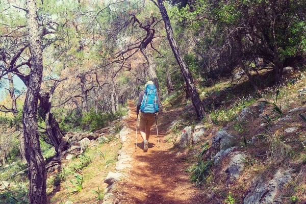 Hiking Adam Yolun Ormanın Içinde Bay — Stok fotoğraf