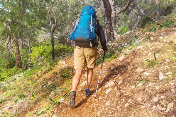 Man Wandelen Bay Trail Het Bos — Stockfoto
