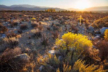 Sierra Nevada Dağı 'nın manzarası. Sonbahar yaprakları. Kaliforniya, ABD.