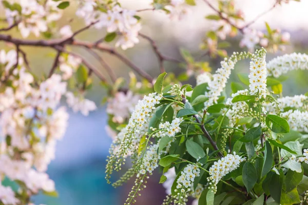 Arbre Fleurs Dans Jardin Printemps Beau Fond Naturel Printemps — Photo