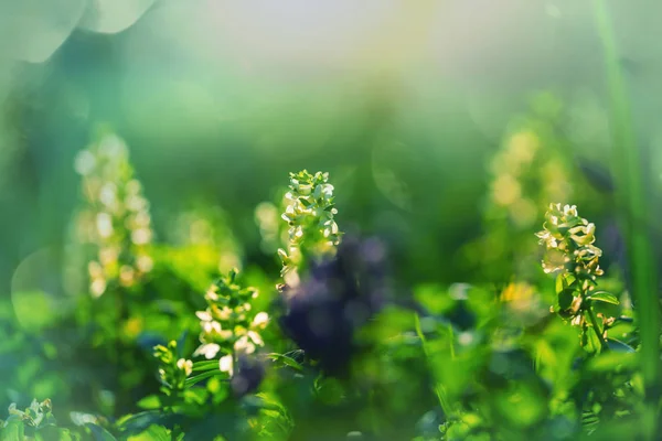 Detailní Záběr Krásné Květiny Vhodné Pro Květinové Pozadí — Stock fotografie