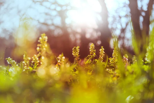 Gros Plan Sur Les Belles Fleurs Convient Pour Fond Floral — Photo