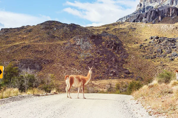 Guanaco Sauvage Lama Guanicoe Dans Prairie Patagonie Chili Amérique Sud — Photo