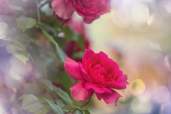 Rose Rose Beau Fond Nature — Photo