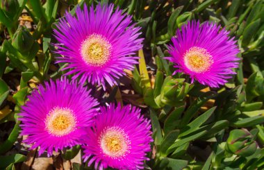 Güzel çiçeklerin yakın çekimi. Çiçek arkaplanı için uygun.