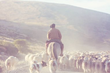 Patagonya dağlarında Keçi Gauchos ahd sürü, Arjantin
