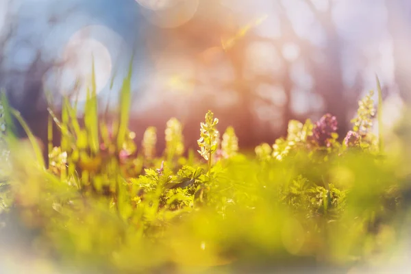 Primo Piano Dei Bellissimi Fiori Adatto Sfondo Floreale — Foto Stock