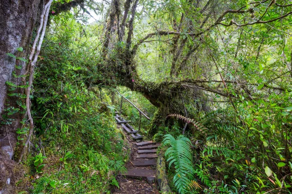 Yağmur ormanındaki dev ağaç. Pumalin Park, Carretera Austral, Şili 'deki güzel manzaralar..