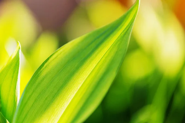 Bright Spring Green Grass Field Flowers Leaves Lily Valley Garden — Stock Photo, Image