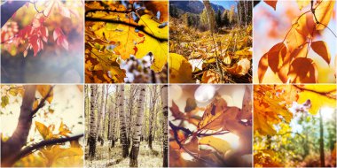 Turuncu ve sarı sonbahar kolaj
