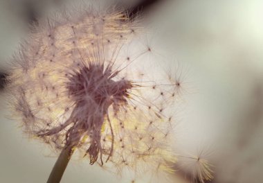 Bahar güneşli çayırlarda fırtına topu. Doğal yaz geçmişi.