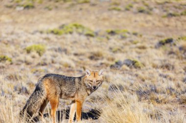 Güney Amerika gri tilkisi (Lycalopex griseus), Patagonya dağlarındaki Patagonya tilkisi.