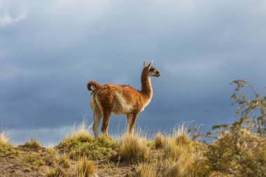 Vahşi Guanaco (Lama Guanicoe) Güney Amerika, Şili, Patagonya bozkırında