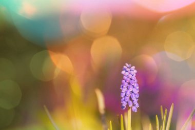 Güzel bahçe bahar çiçekleri. Doğal arka plan.