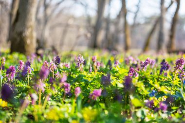 Güzel bahçe bahar çiçekleri. Doğal arka plan.