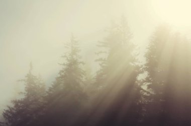 Ormanda günbatımında güneşli ışıklar