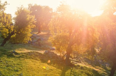 dağlarda yaz çayır