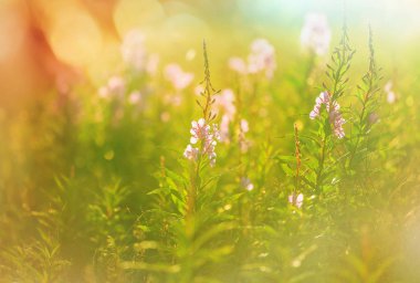 Çiçek çayırında güneşli bir gün. Güzel doğal arkaplan.