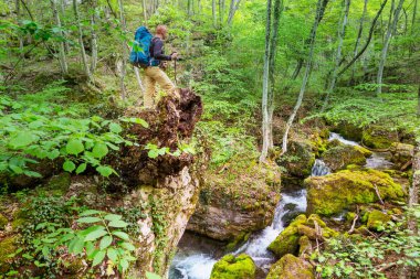 Yeşil ormandaki güzel küçük nehir
