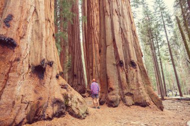 Yaz mevsiminde Sequoias Ormanı
