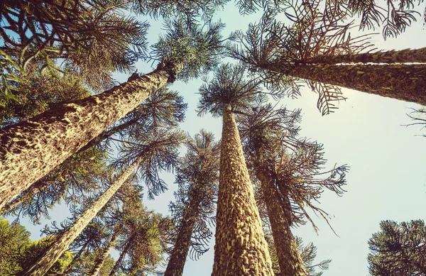 Ongebruikelijke Bomen Van Araucaria Araucaria Araucana Het Andesgebergte Chili — Stockfoto
